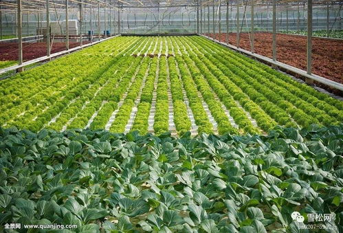 物联网技术研发 赋能植物工厂，开启智慧农业新篇章