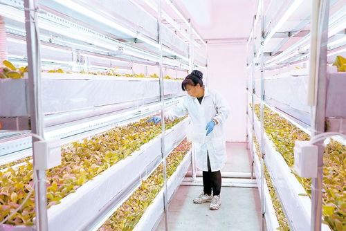 中国农业大学平谷分校 以物联网技术研发为引擎，打造现代农业创新高地